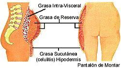 Distribucin de la Grasa